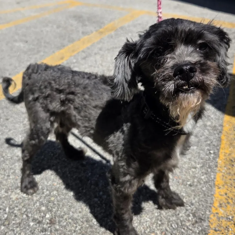 A senior small-sized male Black Mixed Breed dog named Pirate for adoption in Hinsdale, IL