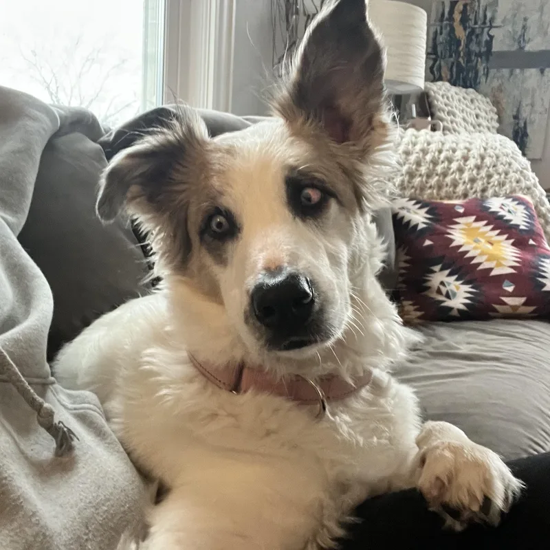 Juniper