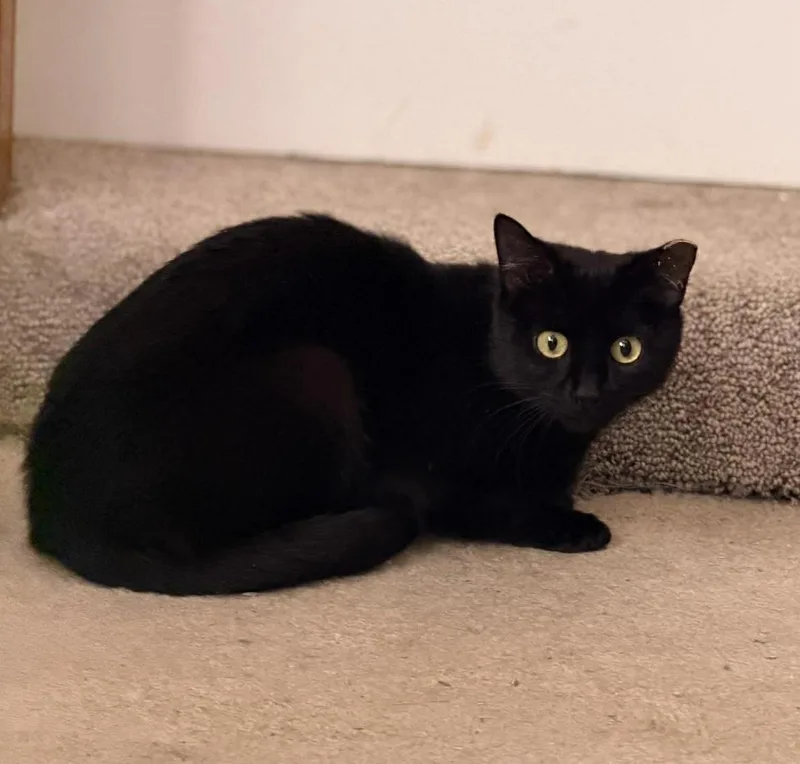 An adult medium-sized female Black Domestic Short Hair cat named Tahini for adoption in Chicago, IL