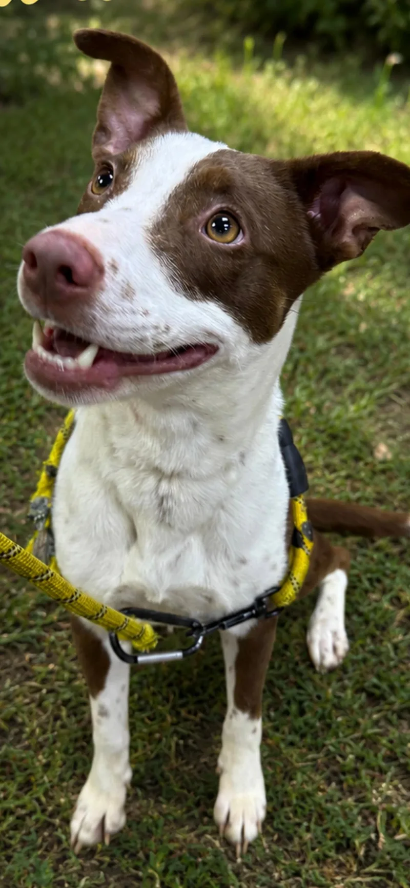 An adult medium-sized female Border Collie dog named Meadow for adoption in Steger, IL