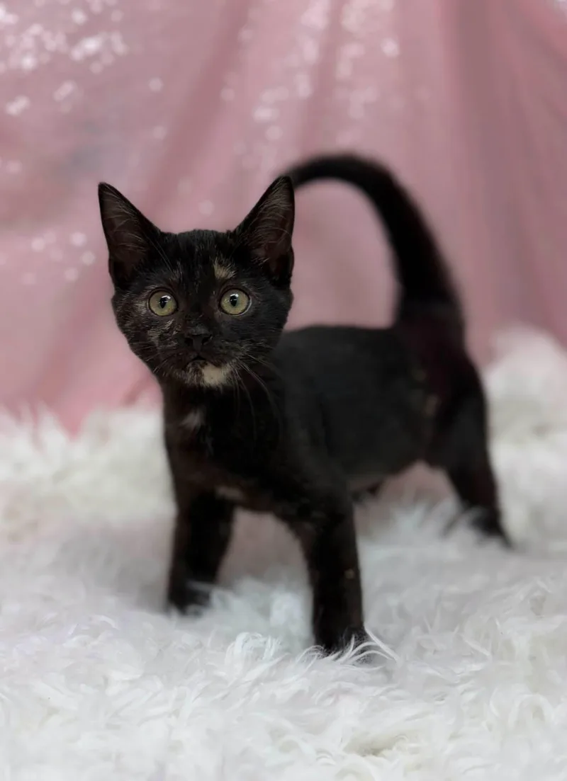 A young medium-sized female Domestic Short Hair cat named Willie Ray for adoption in Clarkesville, GA