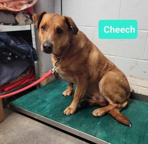 Cheechsponsored thumbnail 2