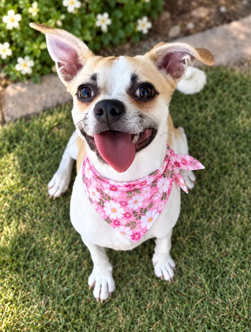 A young small-sized female Pug dog named Lilly for adoption in Phoenix, AZ