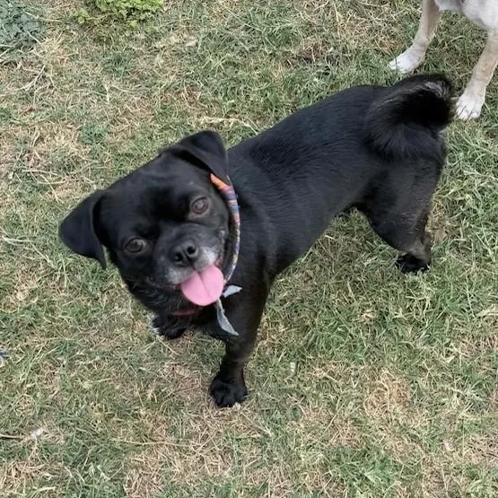 A young small-sized male Black Pug dog named Vince for adoption in Williston, VT