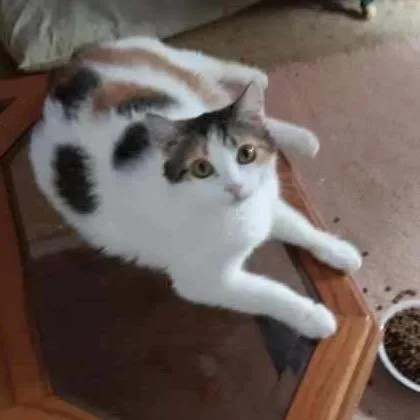 An adult large-sized female Calico Domestic Medium Hair cat named Callie for adoption in LYLE, MN
