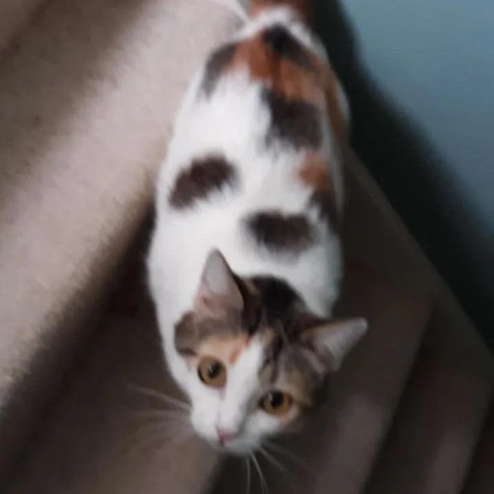 Callie thumbnail 2