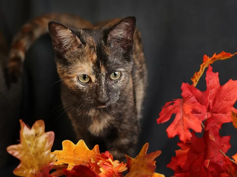 A baby medium-sized female Tortoiseshell cat named Ginny for adoption in Raleigh, NC