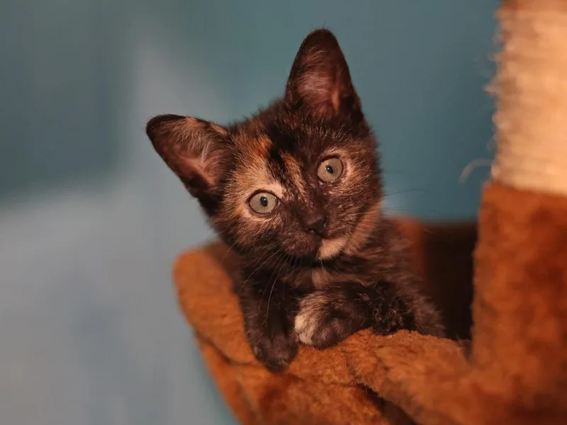 Ginny thumbnail 3