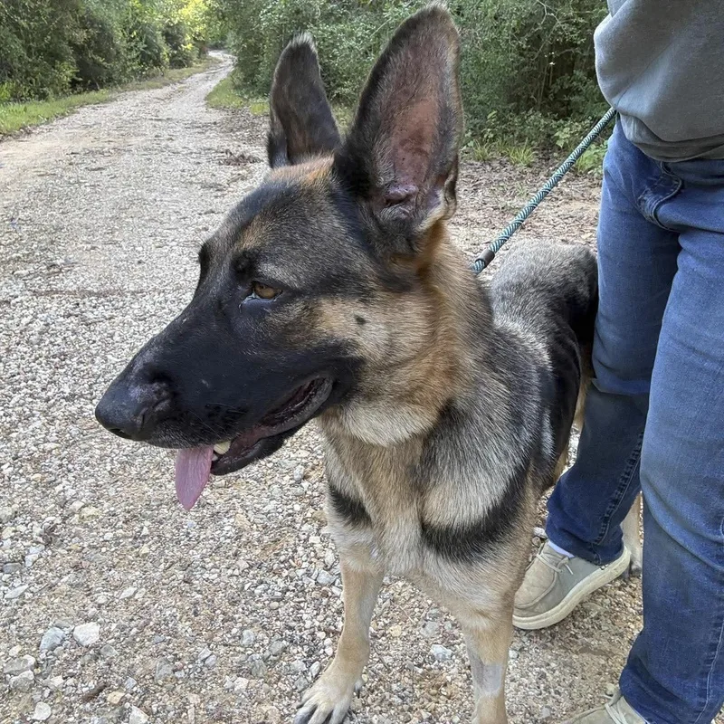 An adult large-sized female Sable German Shepherd Dog dog named Linda for adoption in Caldwell, TX