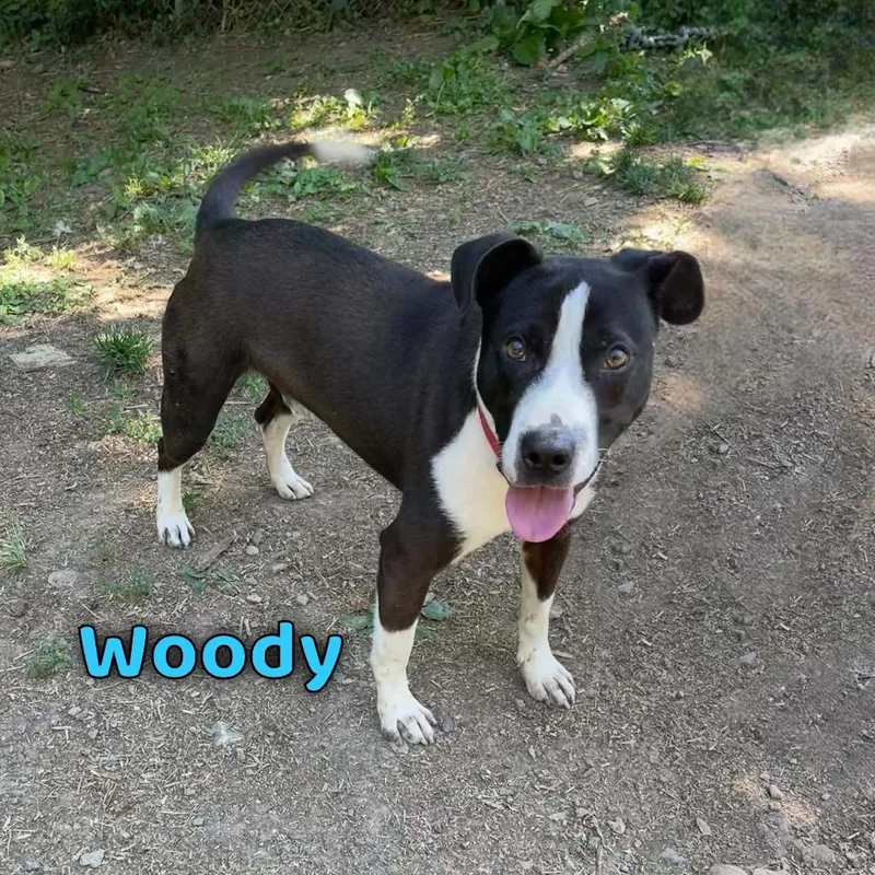 Woody