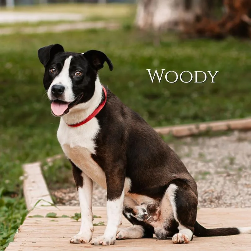 Woody thumbnail 2