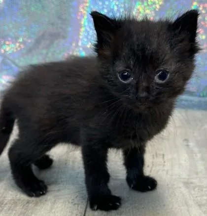 An adult small-sized female Domestic Short Hair cat named Diamond for adoption in Shreveport, LA