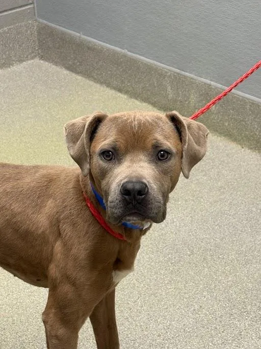 An adult small-sized male Pit Bull Terrier dog named Pajamas for adoption in Las Vegas, NV