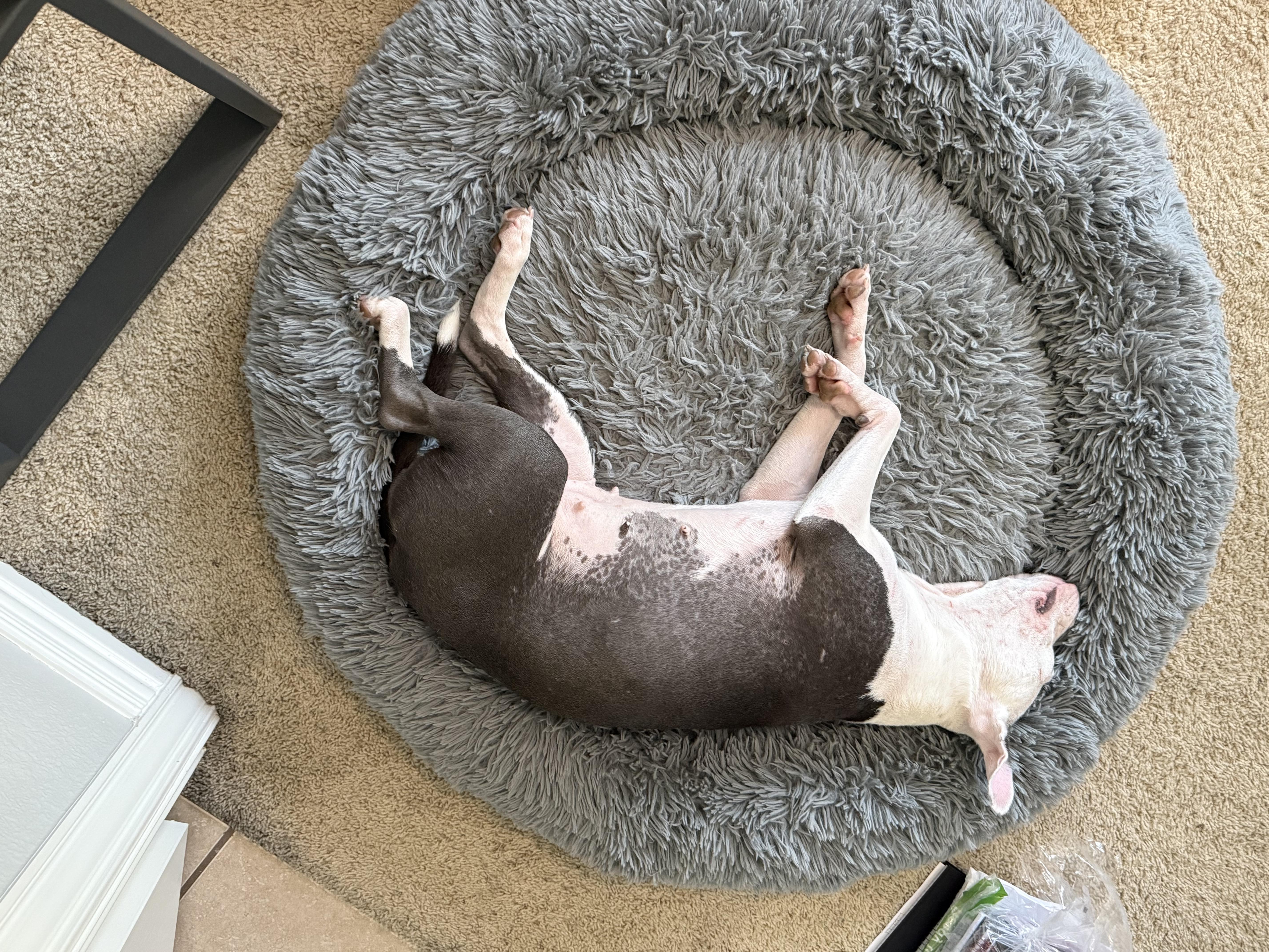 A young medium-sized female Pit Bull Terrier dog named Olive for adoption in Keller, TX