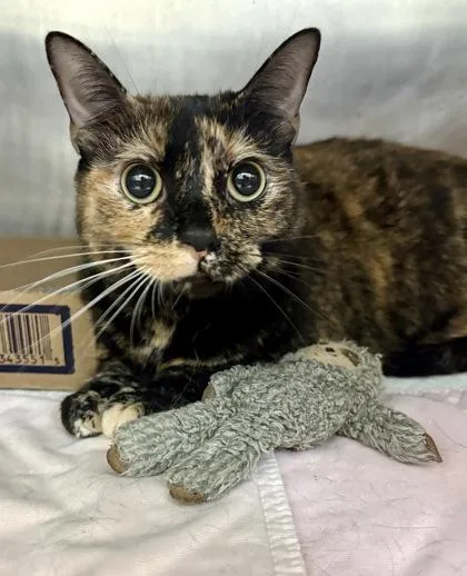 An adult medium-sized female Tortoiseshell Domestic Short Hair cat named Ruby for adoption in Lafayette, IN