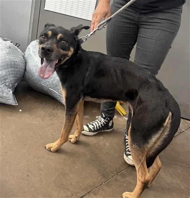 An adult large-sized male Labrador Retriever dog named Mello for adoption in Dallas, TX