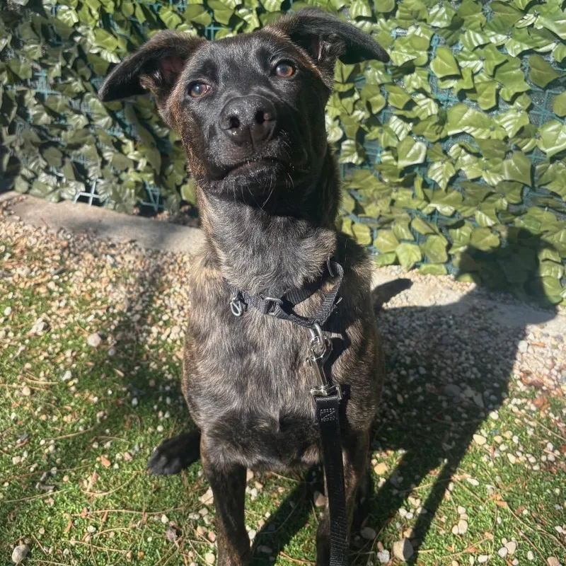 A young medium-sized male Black Mixed Breed dog named Cherub for adoption in Chicago, IL
