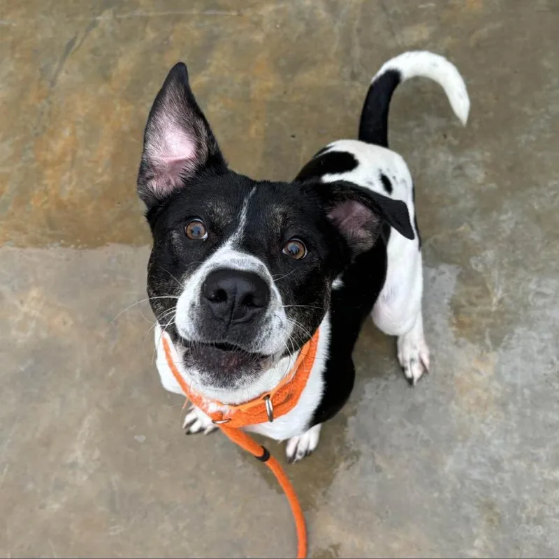 Hm Nissan thumbnail 5