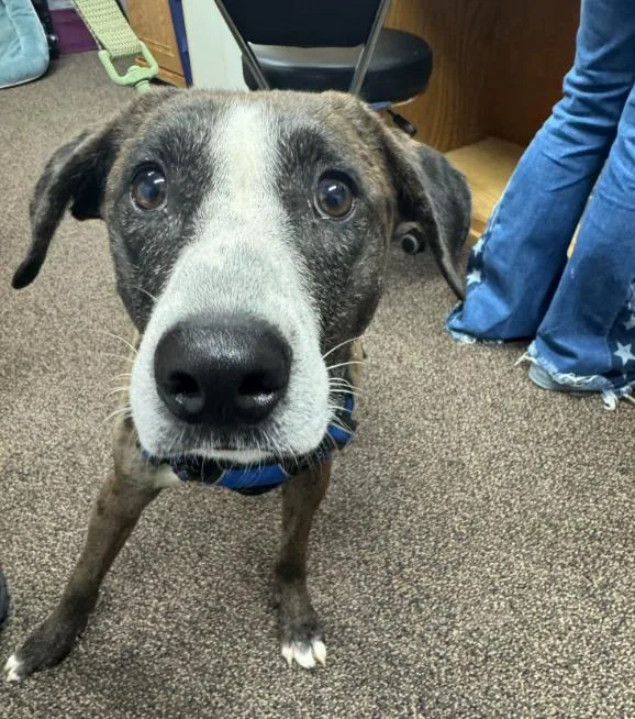 A young large-sized male Catahoula Leopard Dog dog named Jack Adams for adoption in Brooklyn Center, MN