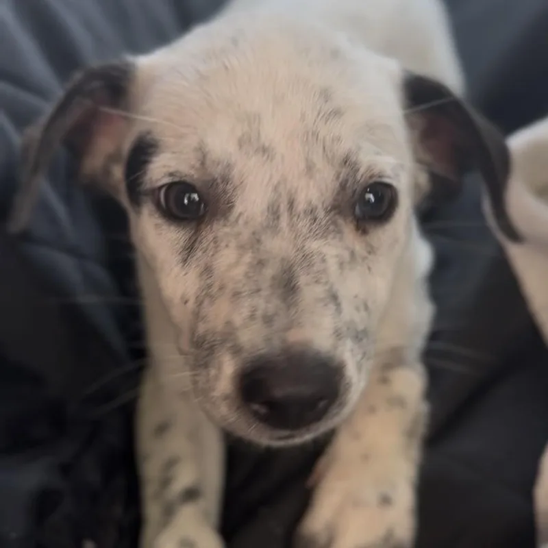 A baby small-sized female White / Cream Australian Cattle Dog / Blue Heeler dog named Lucy for adoption in Midland, TX