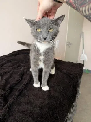 A young small-sized female Domestic Short Hair cat named Piper for adoption in Barnesville, GA