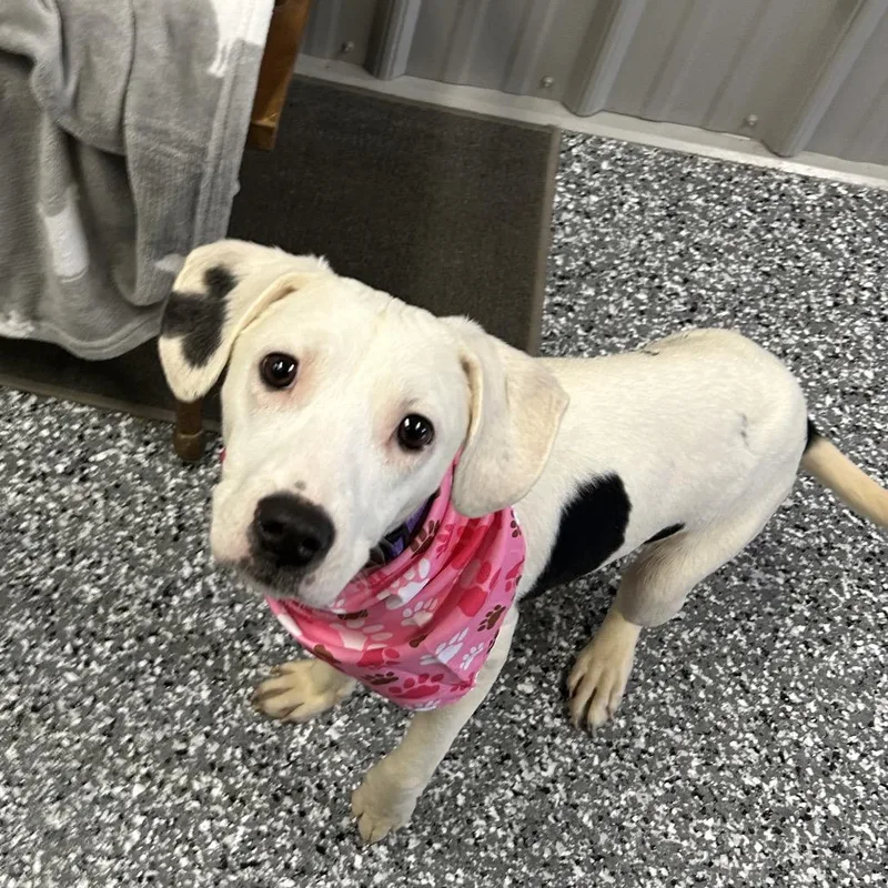 A young small-sized female Black Mixed Breed dog named Trixie for adoption in Moravia, NY
