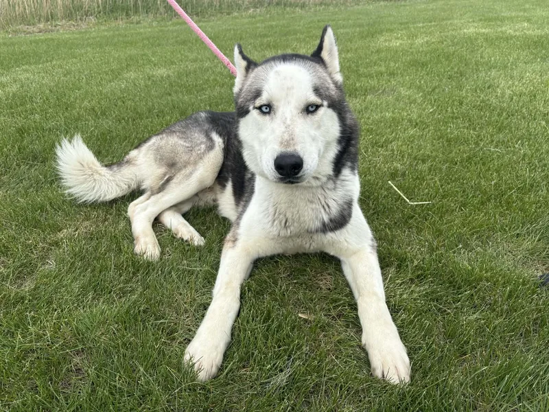 An adult medium-sized male Black Siberian Husky dog named Folgers for adoption in Joliet, IL