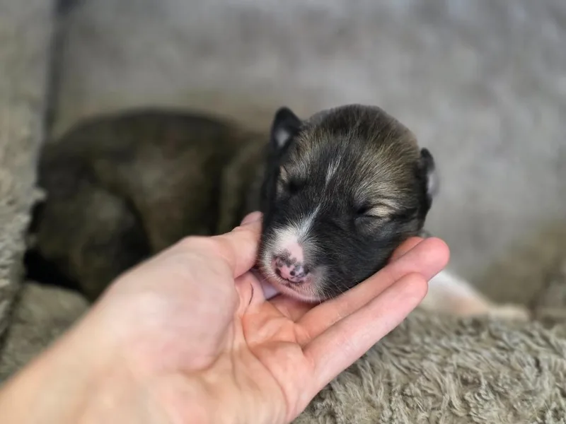 A baby small-sized male Collie dog named Emett for adoption in Carthage, MO