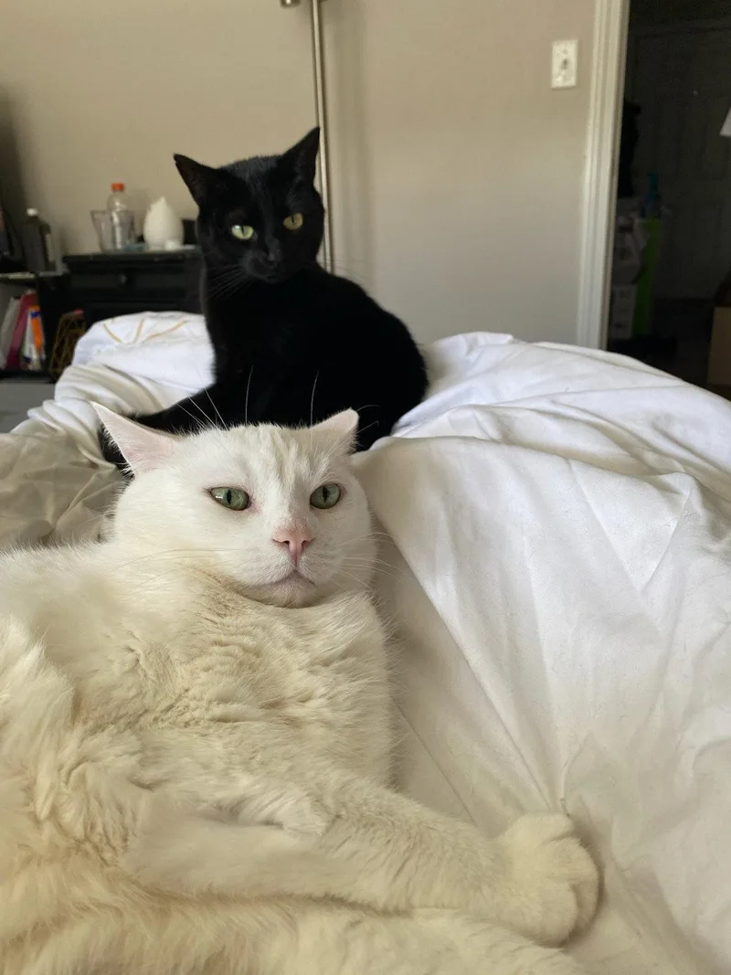 An adult small-sized female Black Domestic Short Hair cat named Lucy for adoption in East Derry, NH