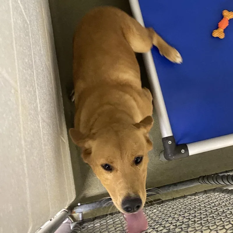 A young large-sized female Yellow / Tan / Blond / Fawn Labrador Retriever dog named 72298 for adoption in Harrisonburg, VA