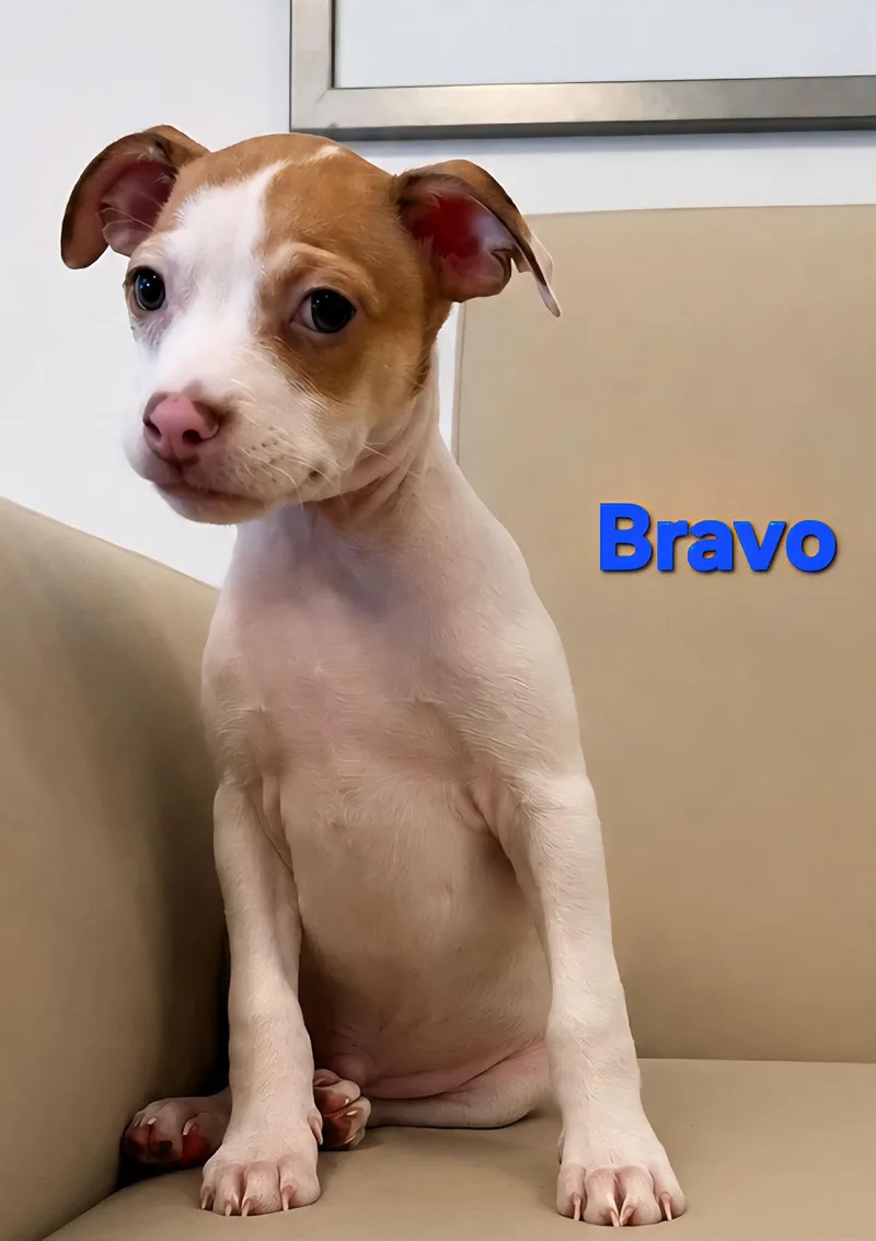 A baby small-sized male Jack Russell Terrier dog named Tiffany Pup Bravo for adoption in Pompano Beach, FL