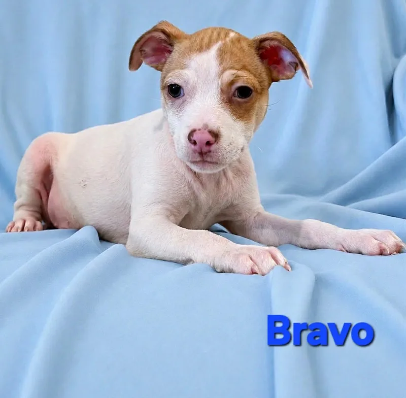 Tiffany Pup Bravo thumbnail 2