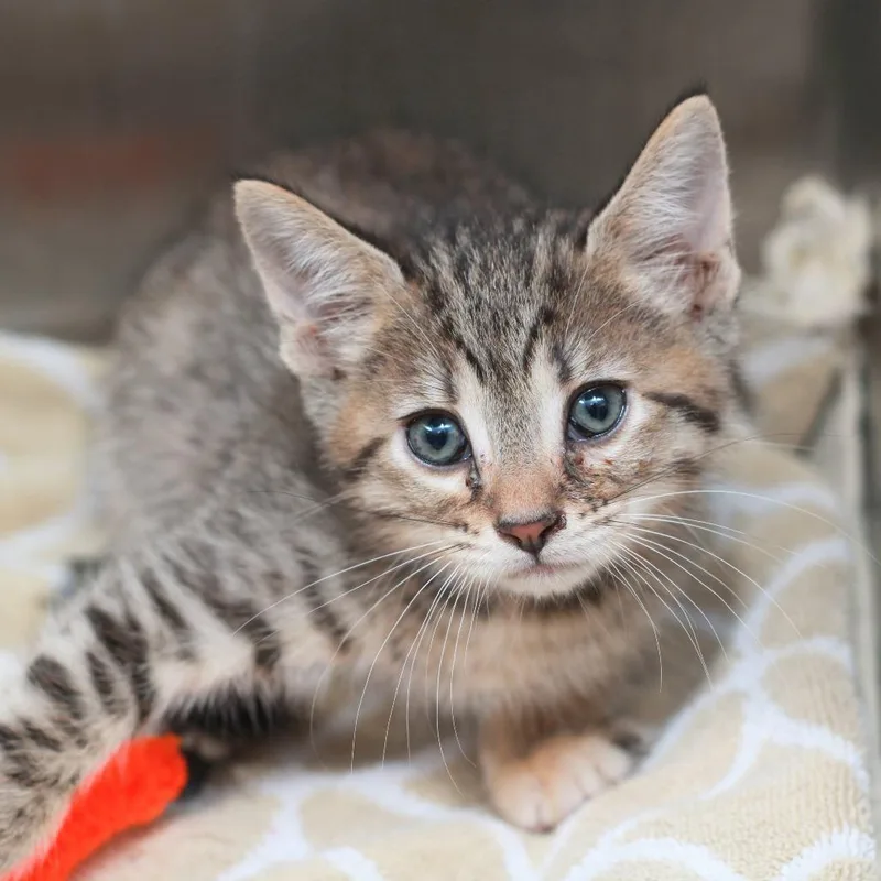 A baby small-sized female Gray / Blue / Silver Domestic Short Hair cat named Jumble for adoption in Hattiesburg, MS