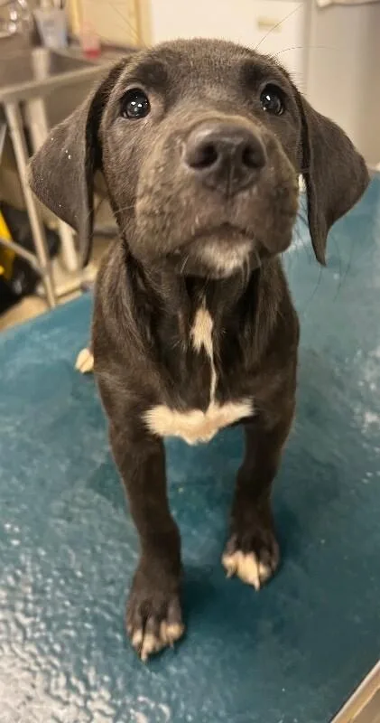 A young medium-sized female Black Mixed Breed dog named Tina for adoption in Mobile, AL