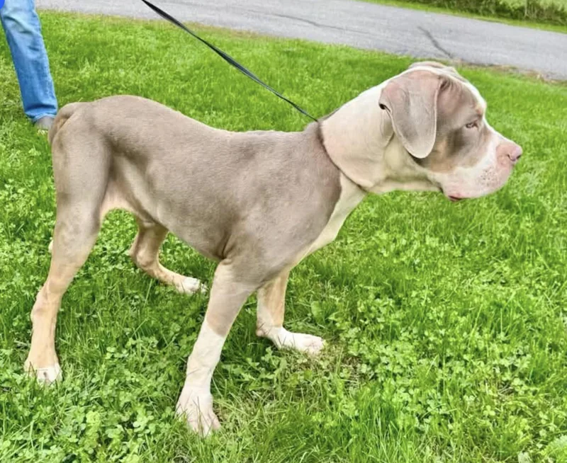 A young extra large-sized male Bicolor Great Dane dog named Dagwood for adoption in North Freedom, WI