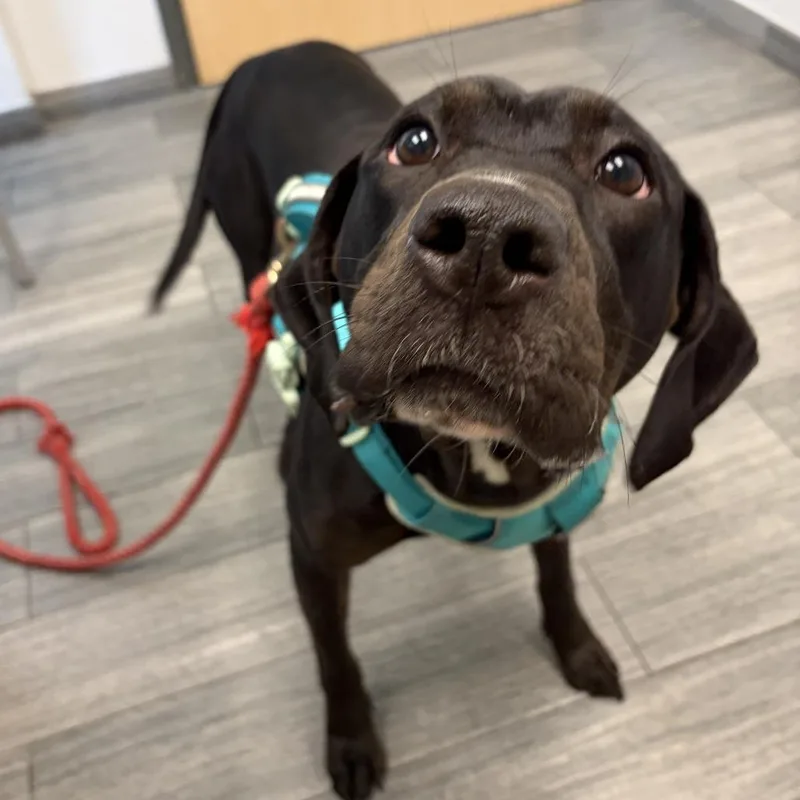 An adult large-sized female Black Mixed Breed dog named Stella for adoption in Jacksonville, FL