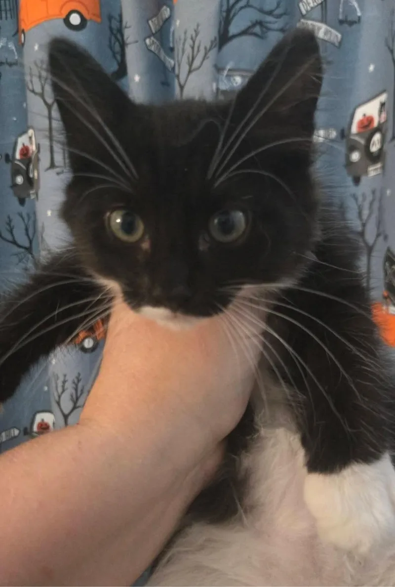 A young large-sized male Black Tuxedo cat named Parker for adoption in Lexington, SC