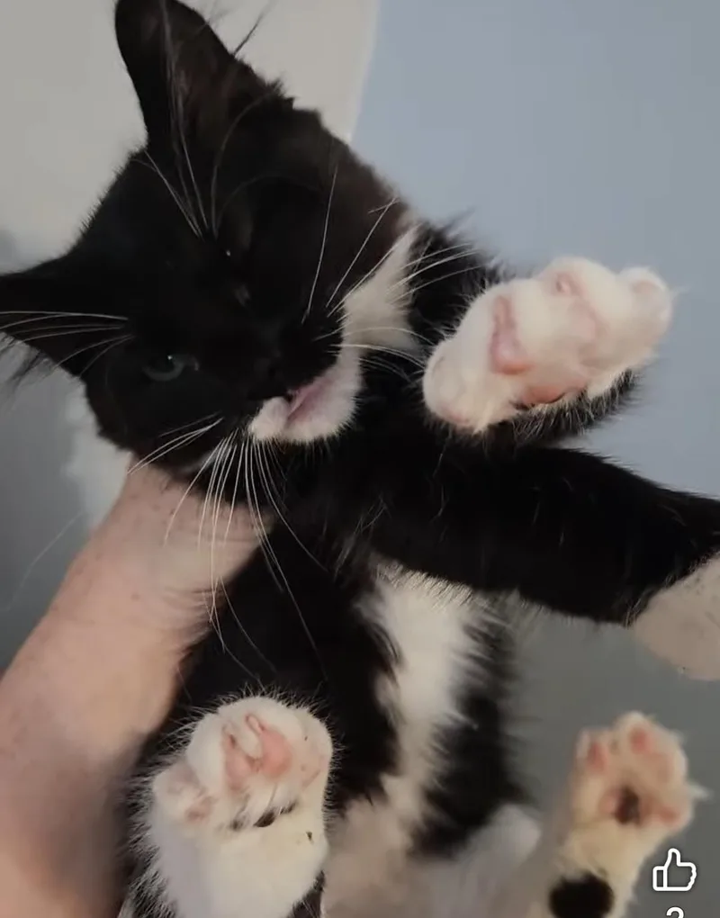 Parker thumbnail 3