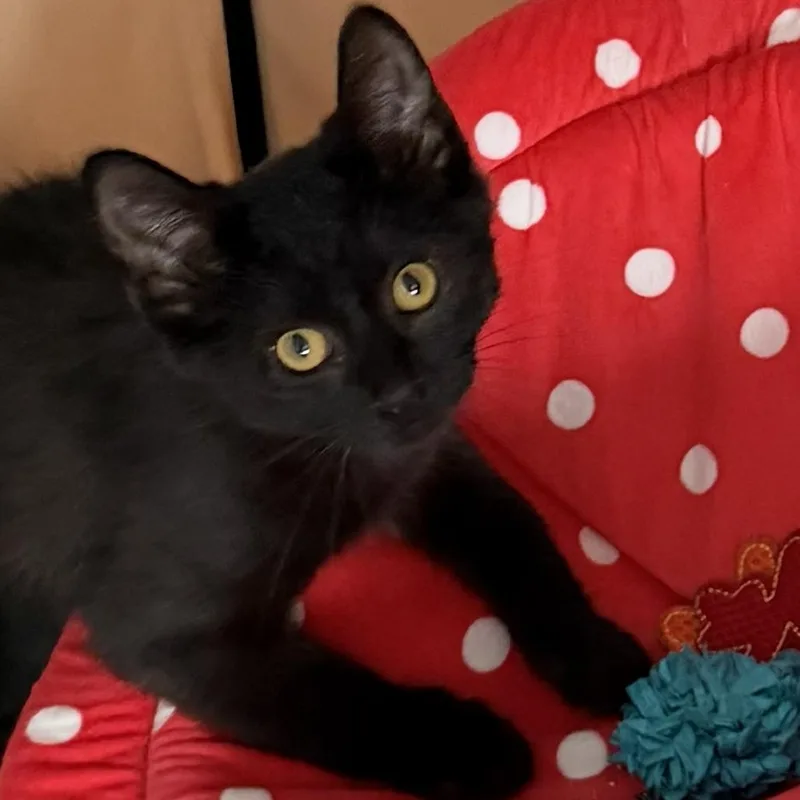 A baby small-sized male Domestic Short Hair cat named Chai for adoption in Fairfax, VA