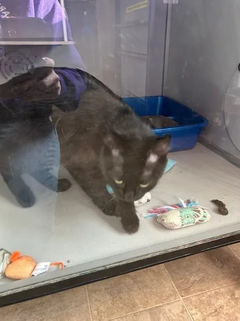 An adult medium-sized male Black Domestic Medium Hair cat named Frankie for adoption in Anoka, MN