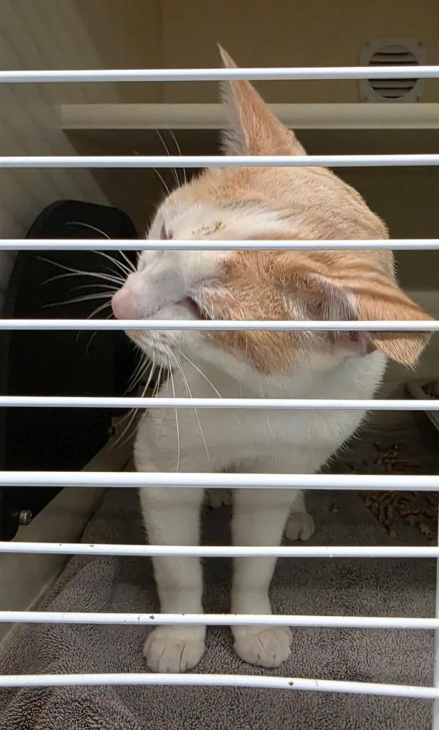 A young medium-sized male Domestic Short Hair cat named Eli for adoption in Bloomington, IN