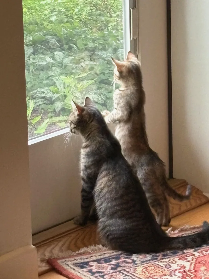 A baby medium-sized female Torbie Domestic Short Hair cat named Toulouse for adoption in Baltimore, MD