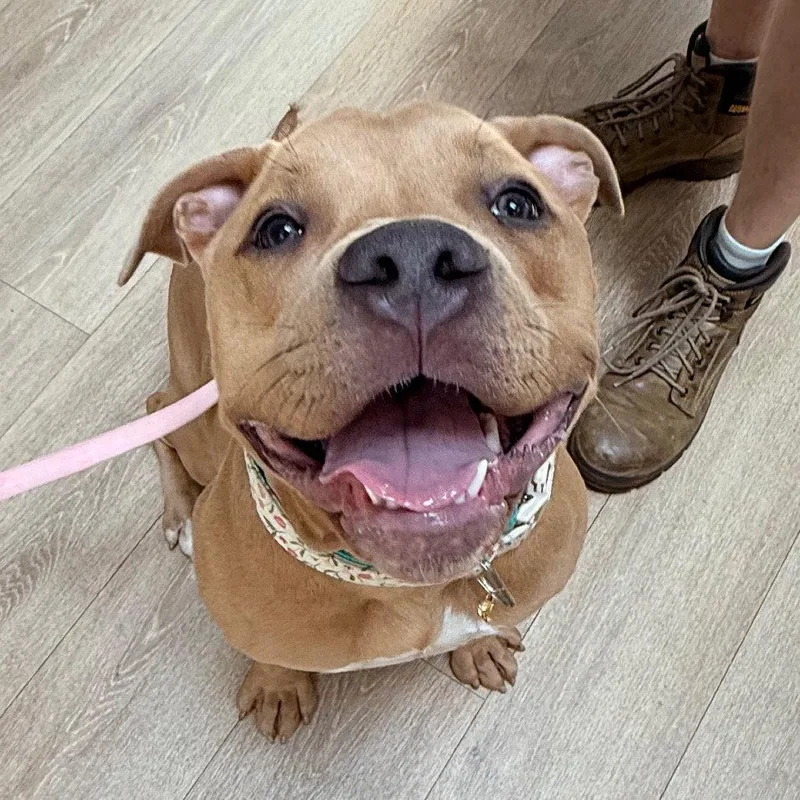 A young large-sized female Pit Bull Terrier dog named Hattie for adoption in New Castle, DE