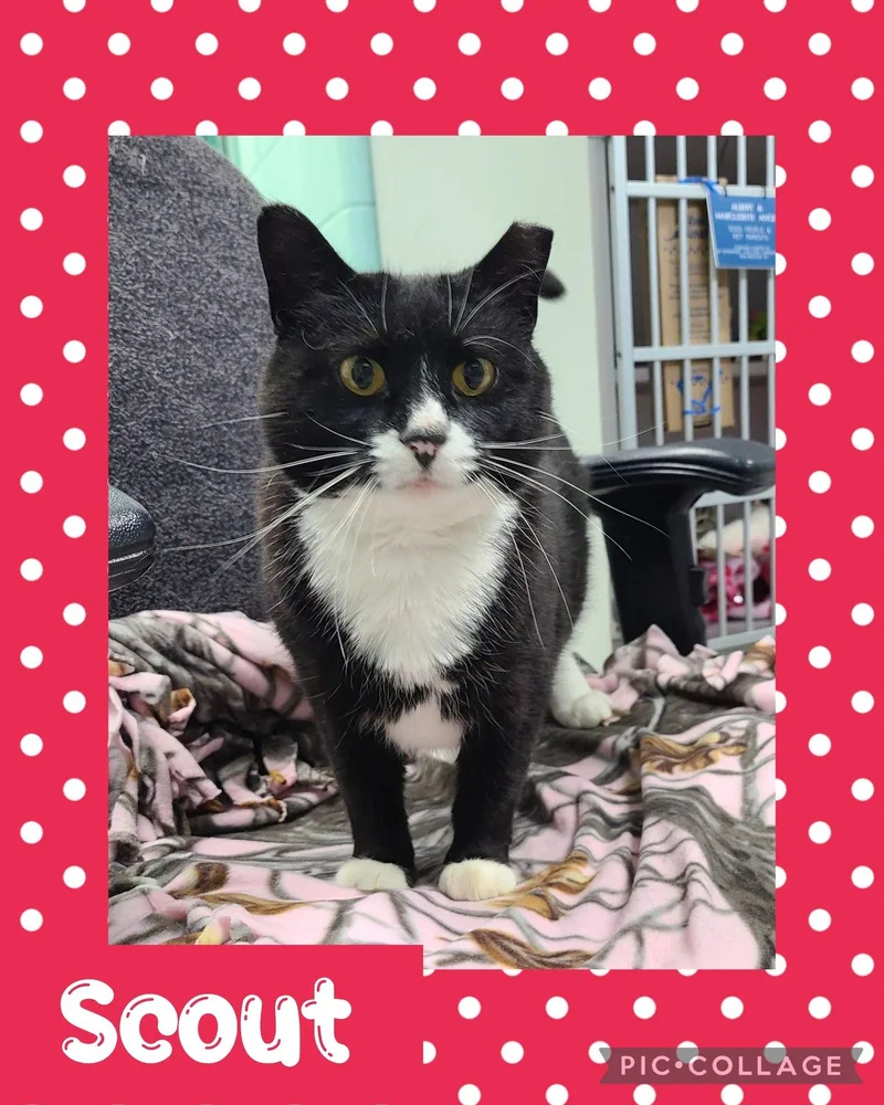 An adult medium-sized female Black & White / Tuxedo Domestic Short Hair cat named Scout for adoption in Iron River, MI