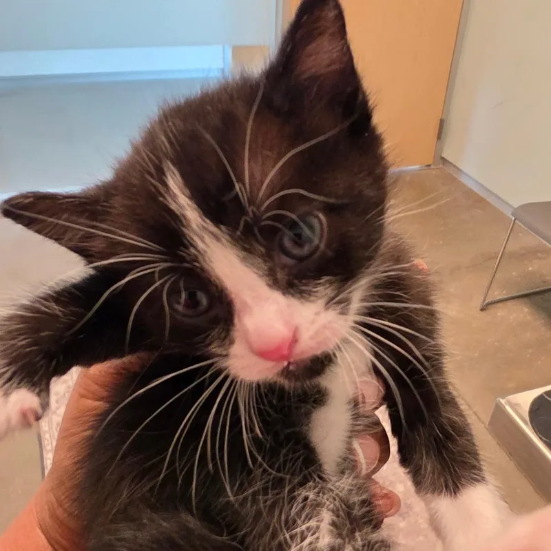 A baby small-sized male Domestic Medium Hair cat named Basil for adoption in Leander, TX