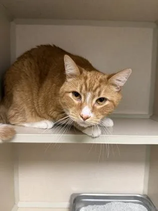 An adult medium-sized male Domestic Short Hair cat named Simba Nala bonded for adoption in East Brookfield, MA