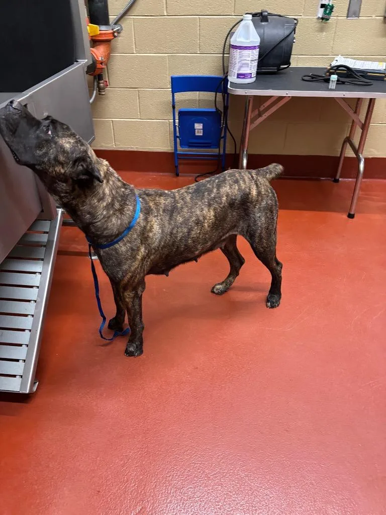 An adult large-sized female Cane Corso dog named Sierra for adoption in Douglasville, GA