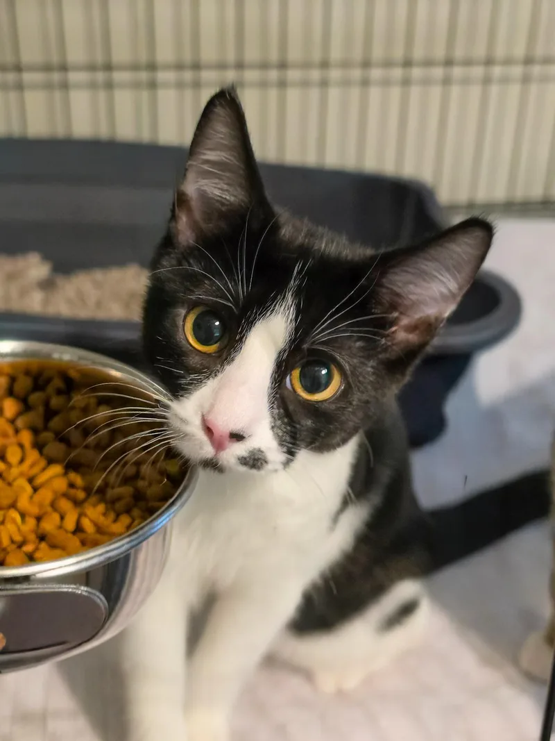 A young small-sized female Domestic Short Hair cat named Harper for adoption in Pinson, AL