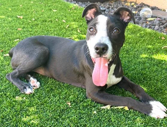 A young small-sized female Pit Bull Terrier dog named Spark for adoption in Fairfield, CA
