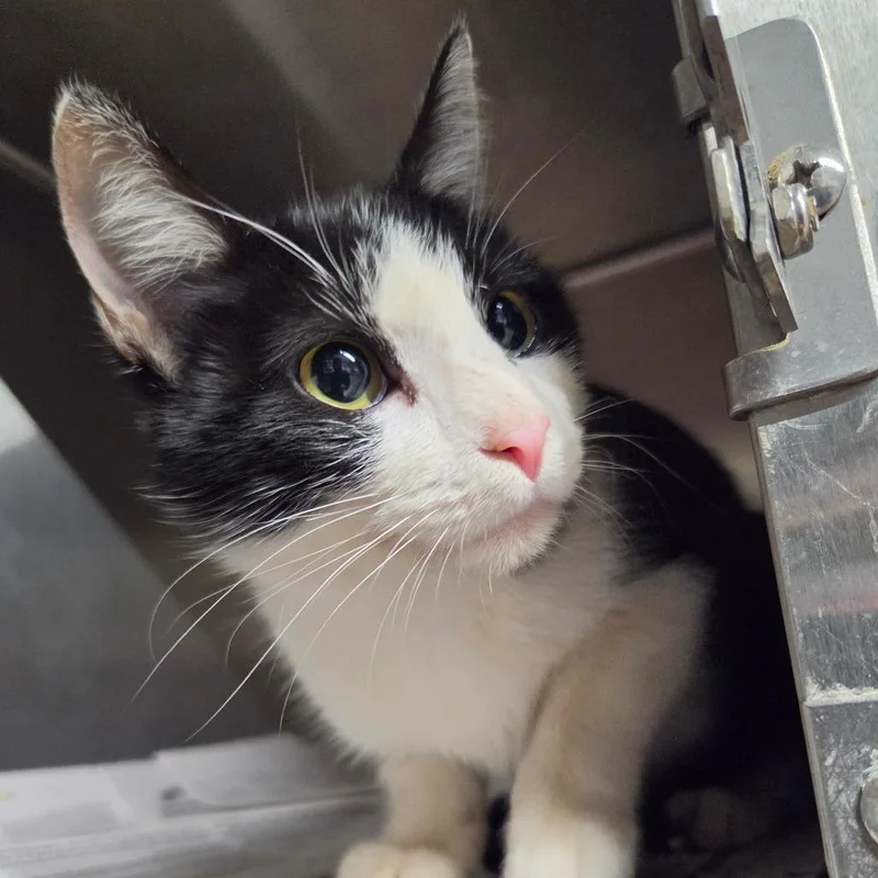An adult medium-sized female Domestic Medium Hair cat named Ghost Face for adoption in Pauls Valley, OK